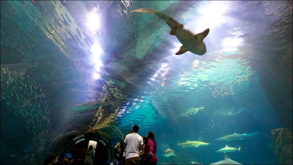 Adventure Aquarium