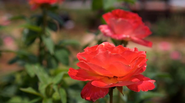Thomasville Rose Garden